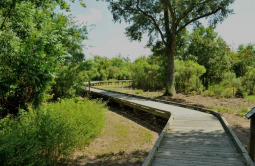 A winding wooden boardwalk through lush greenery and trees in a natural setting.