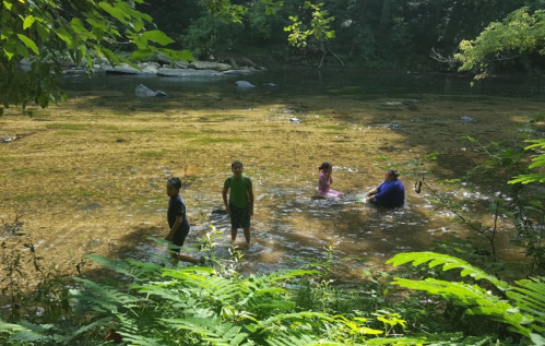 Four people wade in a shallow, greenish river surrounded by lush greenery and rocks.