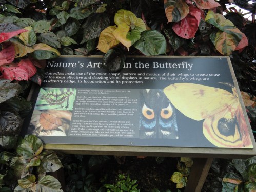 A sign about butterfly wing patterns and colors, surrounded by vibrant foliage.