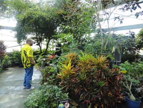 A person in a yellow shirt stands among lush greenery in a greenhouse, surrounded by various plants and trees.