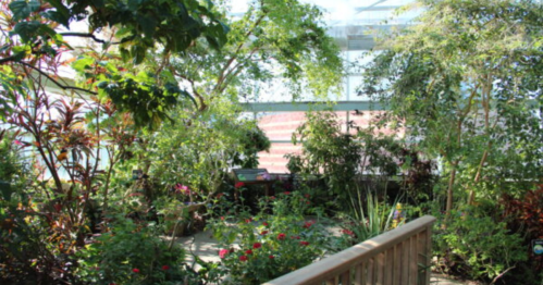 Lush indoor garden with various plants, flowers, and a wooden walkway under a glass roof.