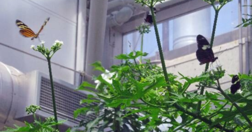 A butterfly flutters near flowers among lush green plants in a bright indoor setting.