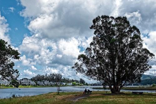 A serene lakeside scene with a large tree, clouds above, and a person sitting on a bench by the water.