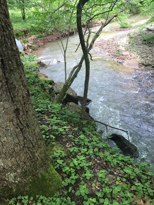 A serene stream flows through a lush green forest, with trees and rocks lining the water's edge.
