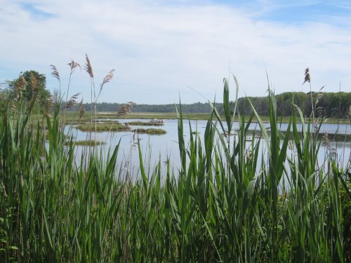 Lush green reeds frame a tranquil wetland scene with calm water and distant trees under a blue sky.