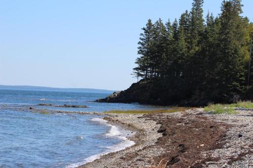 A serene beach scene with a rocky shoreline, gentle waves, and a backdrop of lush green trees under a clear blue sky.