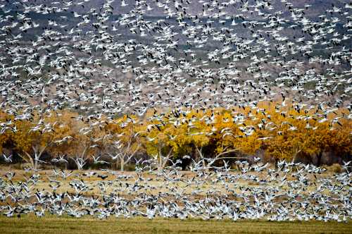 A large flock of white birds takes flight over a field, with autumn trees in the background.