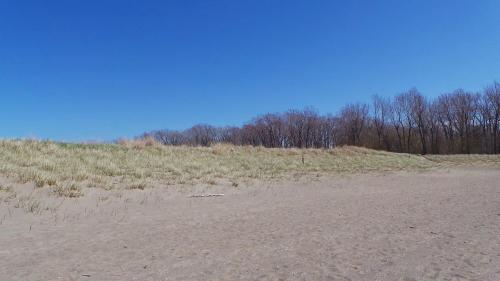 A sandy beach with tall grass and a line of bare trees under a clear blue sky.
