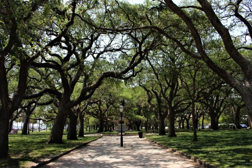 A tree-lined path in a park, featuring lush green foliage and a lamp post along the walkway.