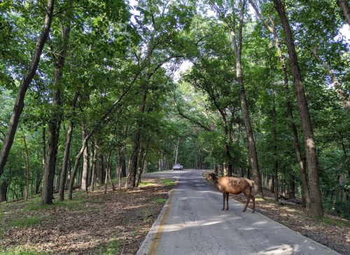 A cow stands on a tree-lined road, with a car visible in the distance under a clear blue sky.