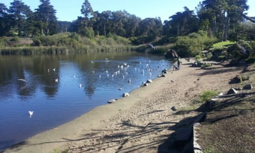 A serene lakeside scene with a person feeding birds, surrounded by greenery and calm water.