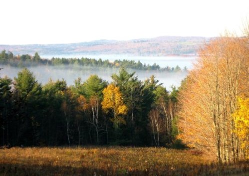 A serene landscape featuring a mix of evergreen and deciduous trees, with autumn colors and a misty lake in the background.