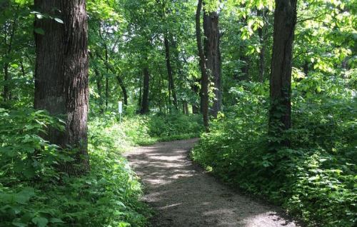 A winding path through a lush green forest, surrounded by tall trees and dense foliage.