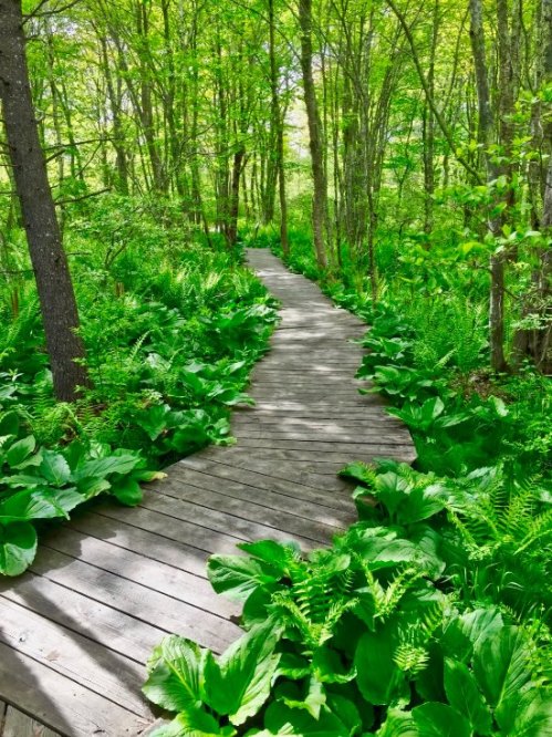 A wooden path winds through a lush green forest, surrounded by vibrant foliage and trees.