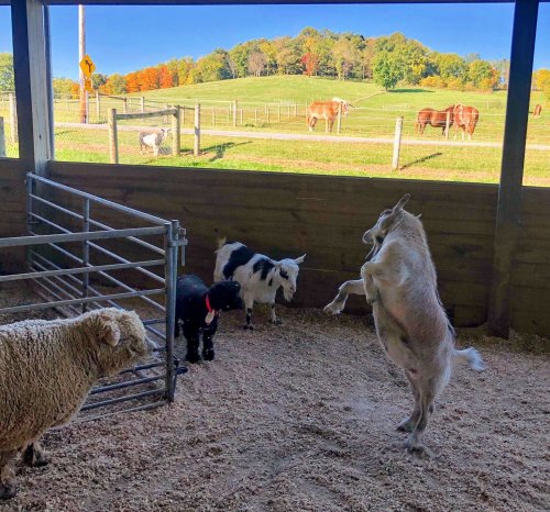 A lively goat jumps in a barn, with sheep and calves nearby, while horses graze in a colorful autumn field outside.