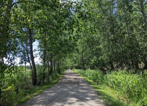 A serene dirt path lined with lush green trees and grass, leading through a peaceful natural setting.
