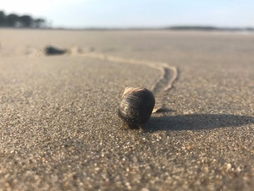 A close-up of a small shell on a sandy beach, with faint footprints leading away in the background.