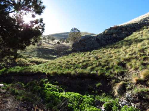 A sunlit hillside with green grass and rocky terrain, surrounded by trees under a clear blue sky.