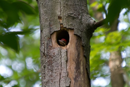 A bird peeks out from a hole in a tree trunk, surrounded by green leaves.