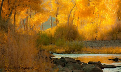 A serene landscape featuring golden autumn trees beside a calm river, with soft sunlight filtering through the foliage.