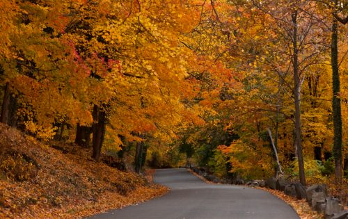 A winding road surrounded by vibrant autumn foliage in shades of orange, yellow, and red.