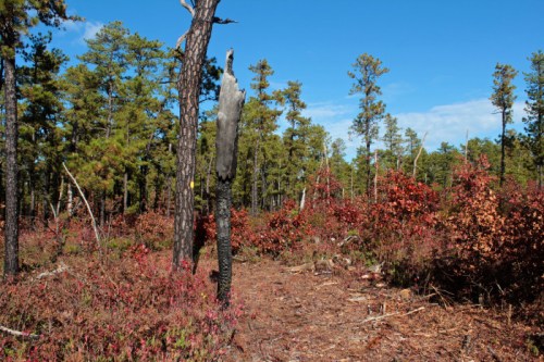 A forest scene with tall trees, some with burnt trunks, and vibrant red foliage under a clear blue sky.