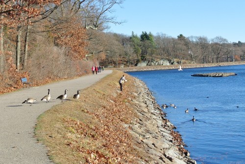 A scenic lakeside path with people walking, geese on the trail, and ducks swimming in the water. Autumn foliage visible.