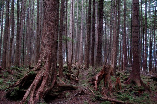 A dense forest with tall trees and moss-covered ground, showcasing a serene and natural environment.