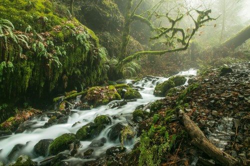 A serene forest scene featuring a flowing stream surrounded by lush greenery and moss-covered rocks in a misty atmosphere.