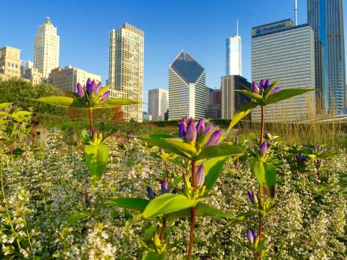 A vibrant field of purple flowers in the foreground with a city skyline in the background under a clear blue sky.