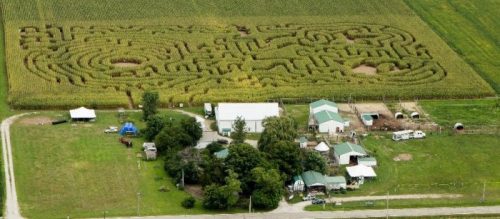 Aerial view of a corn maze shaped like a design, surrounded by a farm with buildings and greenery.