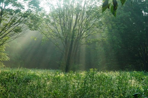 Sunlight streams through misty trees, illuminating a lush green field in a serene forest setting.