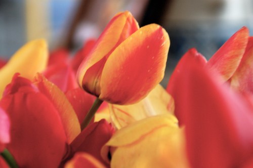 A close-up of vibrant red and yellow tulips, showcasing their delicate petals and rich colors.