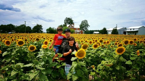A man holds two children in a vibrant sunflower field under a cloudy sky.
