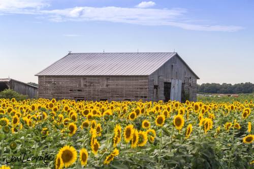 A rustic barn surrounded by a vibrant field of sunflowers under a clear blue sky.