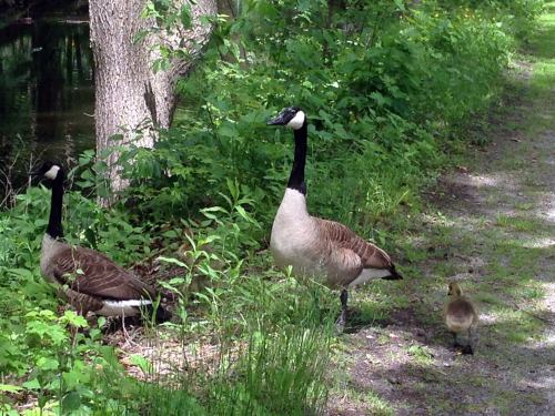 Two adult geese and a gosling stand near a lush green path by a calm waterway.