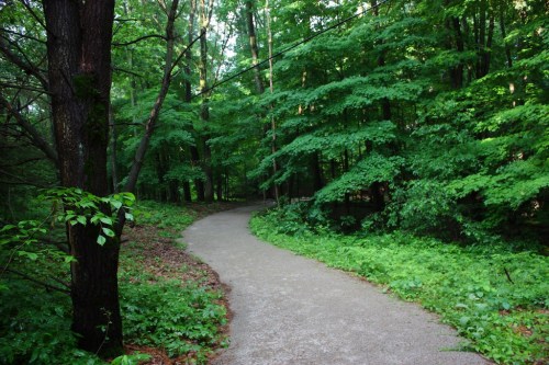 A winding path through a lush green forest, surrounded by trees and vibrant foliage.