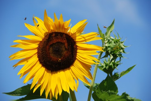 A vibrant sunflower with bright yellow petals against a blue sky, accompanied by a green bud.