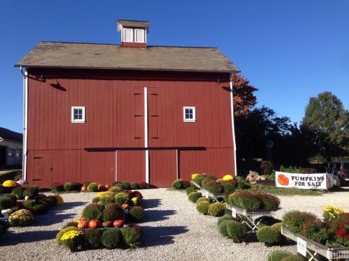 A red barn with a sign reading "Pumpkins for Sale," surrounded by colorful mums and pumpkins on a sunny day.