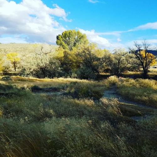 A serene landscape featuring trees and shrubs under a blue sky with scattered clouds.