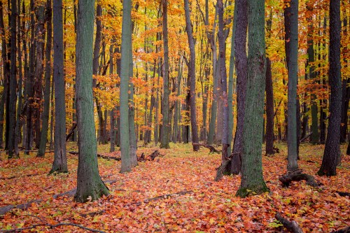 A serene forest scene with tall trees surrounded by vibrant autumn leaves in shades of orange and yellow.