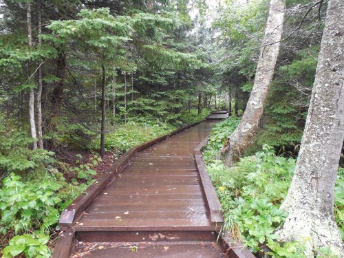 A wooden boardwalk winding through a lush, green forest after rain, surrounded by trees and foliage.
