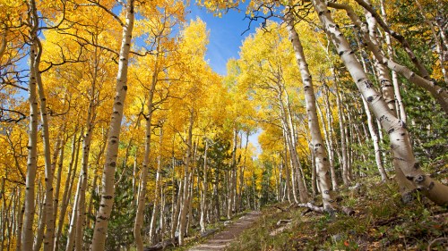 A scenic forest path lined with tall aspen trees, their leaves glowing bright yellow against a clear blue sky.