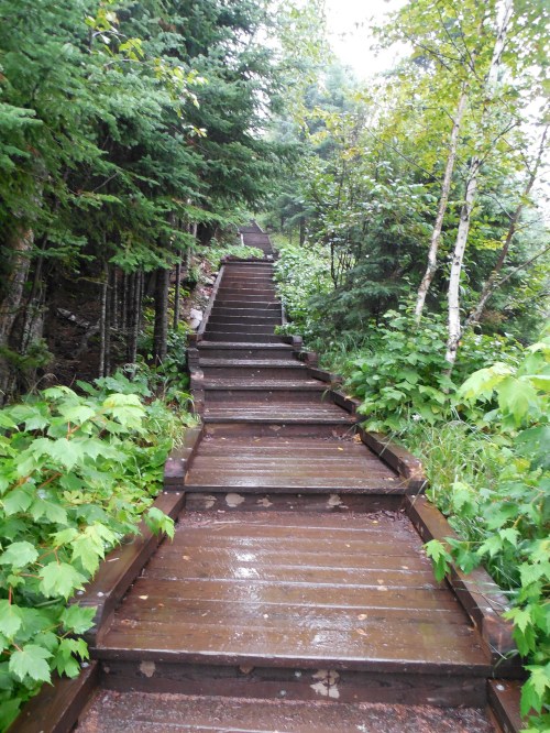 A wooden staircase winds through lush greenery, leading up a forested path on a rainy day.
