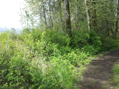 A lush green path surrounded by trees and dense foliage on a sunny day.