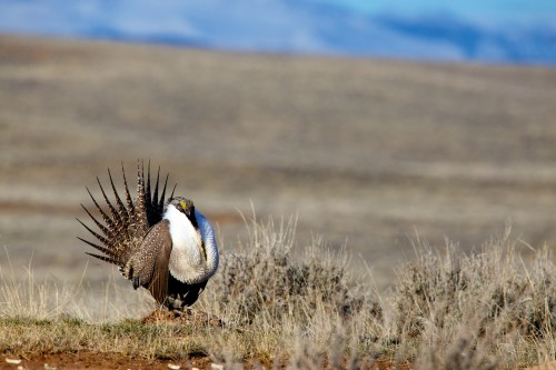 A sage grouse displaying its feathers in a grassy landscape with rolling hills in the background.