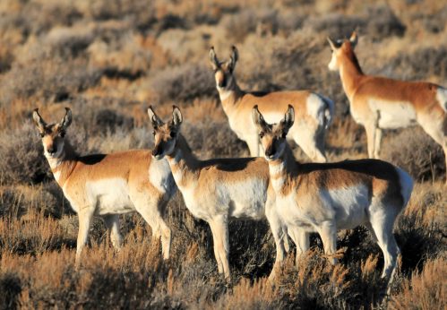 A group of pronghorn antelope standing in a grassy field, with a blurred background of shrubs and grass.
