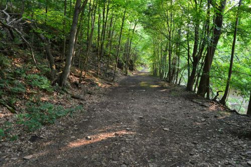 A dirt path winding through a lush green forest with trees lining both sides. Sunlight filters through the leaves.