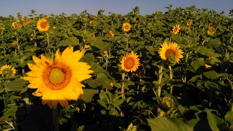 The Fleeting Magic Of Bloom Season