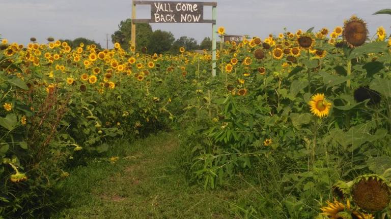 The Quiet Wonder Of A Sunflower Sea